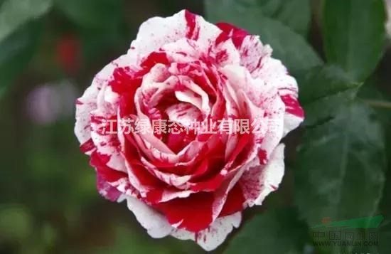 低價(jià)月季花苗 嫁接大花月季 高桿月季 紅帽月季 黃帽月季