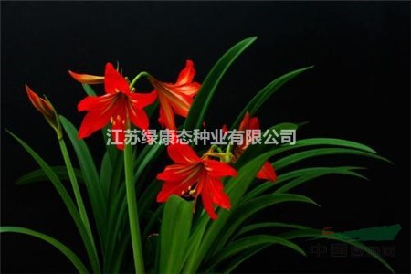 朱頂紅開花后怎么處理