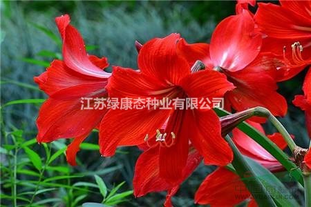 朱頂紅的種植方法  種球供應(yīng)  技術(shù)指導(dǎo)