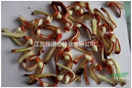 朱頂紅的雙鱗片繁殖方法