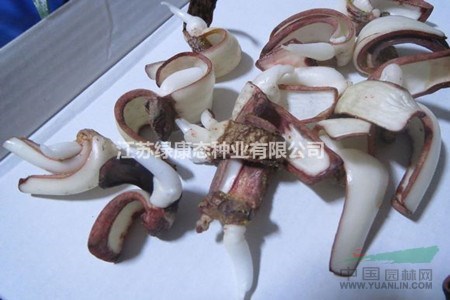 朱頂紅的雙鱗片繁殖方法