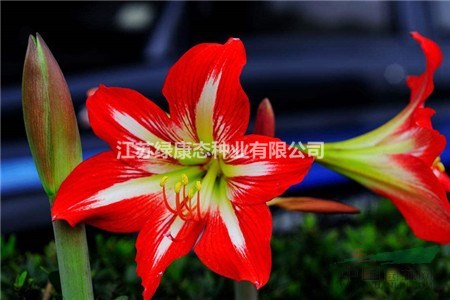 朱頂紅不開(kāi)花是什么原因