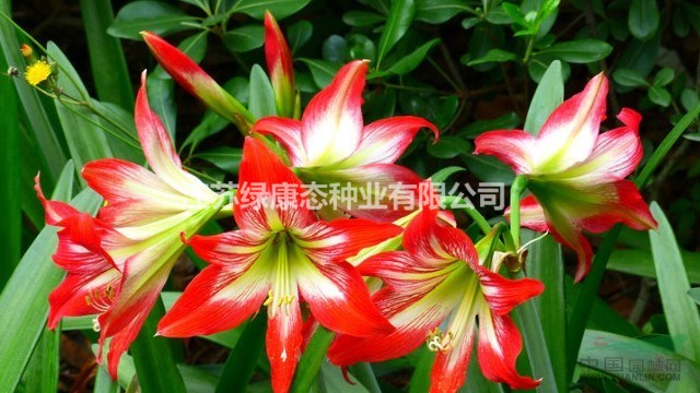 朱頂紅不開(kāi)花是什么原因