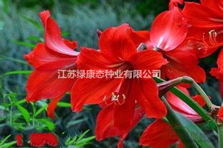 朱頂紅葉子發(fā)黃的原因  朱頂紅種植