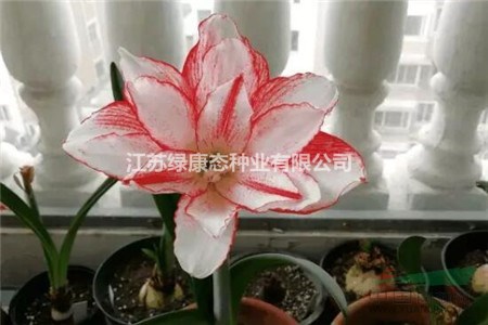 朱頂紅葉子倒伏怎么辦