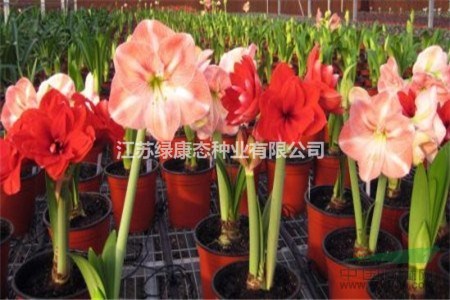 朱頂紅葉子倒伏怎么辦