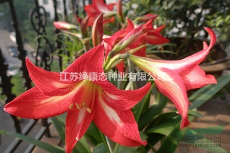 朱頂紅只長葉子不開花怎么辦