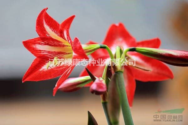 朱頂紅只長葉子不開花怎么辦