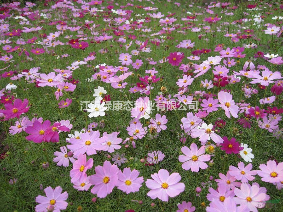 供應(yīng)花海必備種子   格桑花  