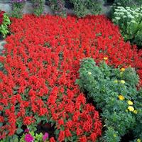供應花壇常用品種  江蘇緑康態種業  一串紅  孔雀草  