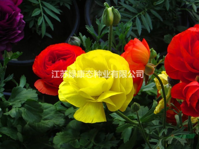 供應(yīng)多年生草花品種     毛地黃種子