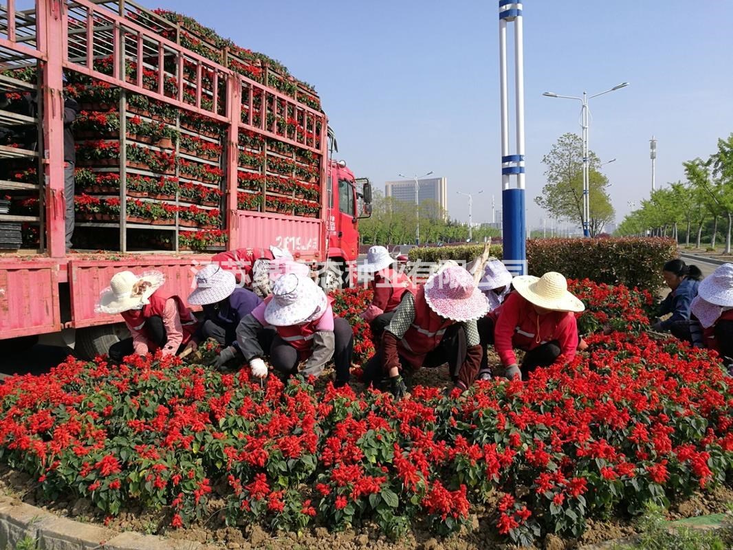 花壇必備品種 一串紅  雞冠花  等