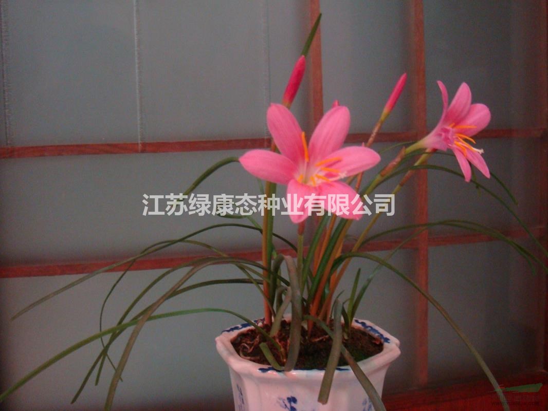 韭蘭栽植與養(yǎng)護(hù)  種球供應(yīng)