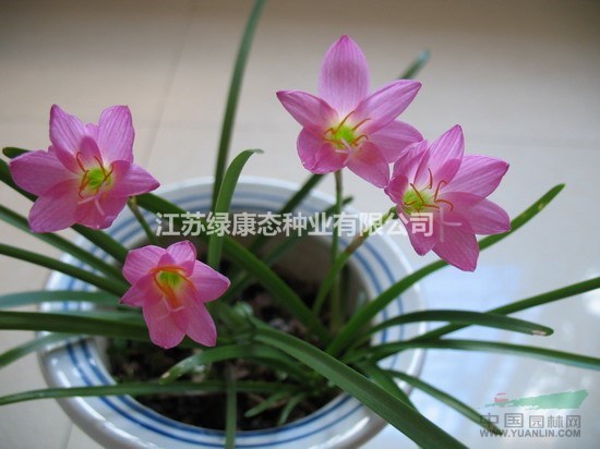 韭蘭種球供應(yīng)  栽培管理   技術(shù)指導(dǎo)