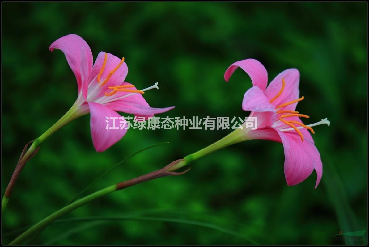 紅花韭蘭種球供應(yīng)