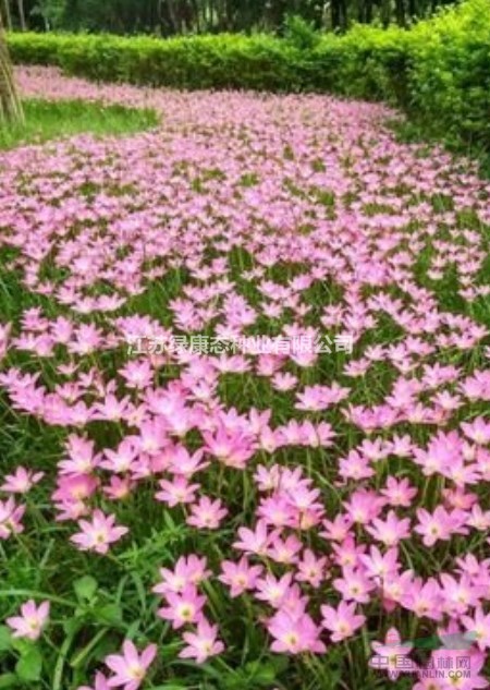 韭蘭花語是什么 韭蘭為什么叫風(fēng)雨花