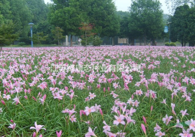 韭蘭花語是什么 韭蘭為什么叫風(fēng)雨花