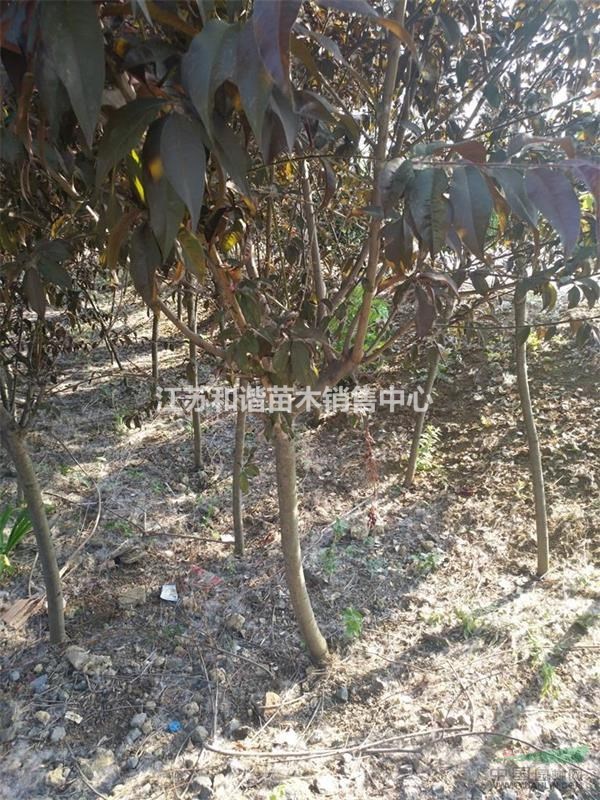 8公分紫葉桃多少錢(qián)一棵,6公分8公分10公分紫葉桃價(jià)格