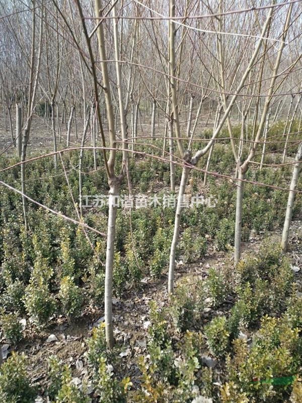 8公分紫葉桃多少錢(qián)一棵,6公分8公分10公分紫葉桃價(jià)格