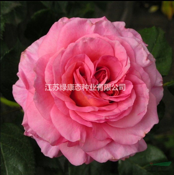 紅帽月季、供應(yīng)沭陽紅帽月季，黃帽月季，豐花月季，盆栽月季