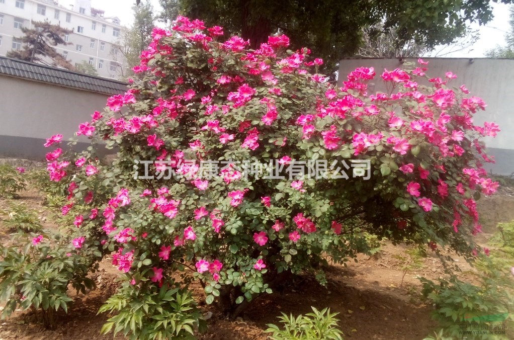 基地供應(yīng)品種月季、豐花月季、歐月、藤本月季、樹(shù)狀月季