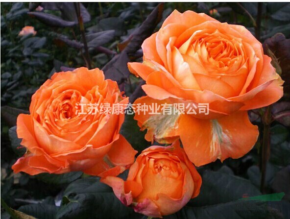 基地供應(yīng)品種月季、豐花月季、歐月、藤本月季、樹(shù)狀月季