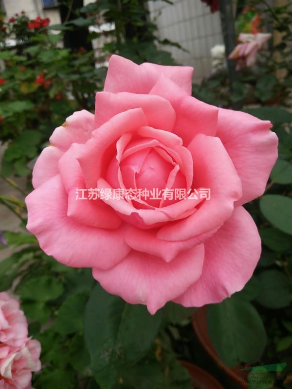低價(jià)出售大花月季 品種月季 月季花產(chǎn)地 月季花苗圃直銷(xiāo)  