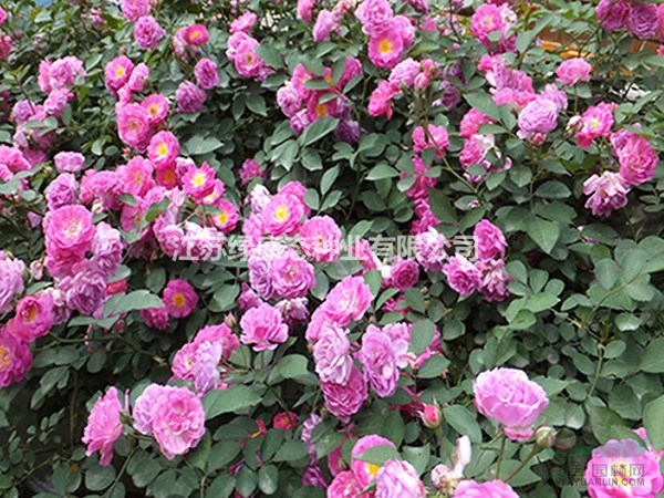 低價(jià)出售大花月季 品種月季 月季花產(chǎn)地 月季花苗圃直銷(xiāo)  