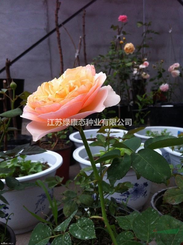 出售月季花、沭陽月季花價格30高月季價格、豐花月季、大花月季