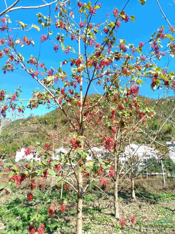 各種規(guī)格山桐子苗木