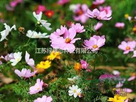 江蘇地區(qū)供應波斯菊花卉/格?；ㄅl(fā)/波斯菊價格