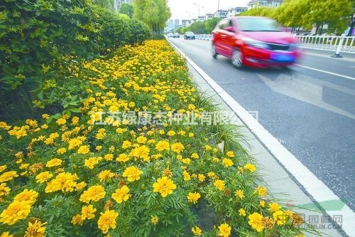 孔雀草種子花壇邊緣或花叢、花境等栽植，也可盆栽和作切花。