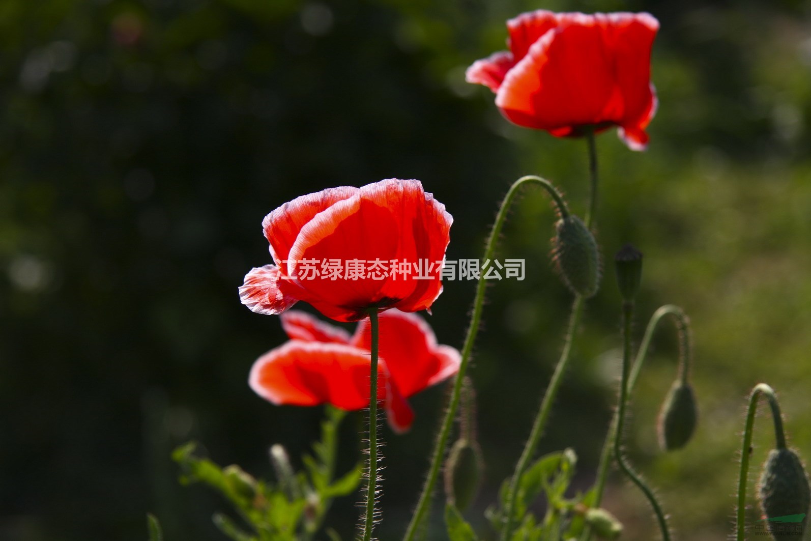 批發(fā)冰島虞美人種子 江蘇草花種子 花卉種子批發(fā)