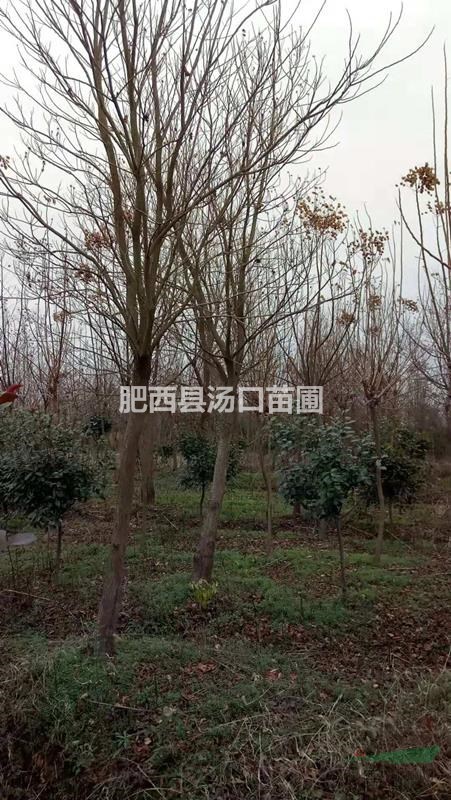 查詢重陽木10公分 12公分 15公分 18公分價格