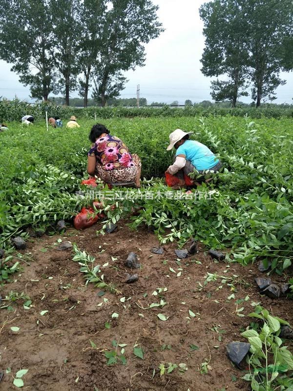 绿化袋装连翘小苗基地供应