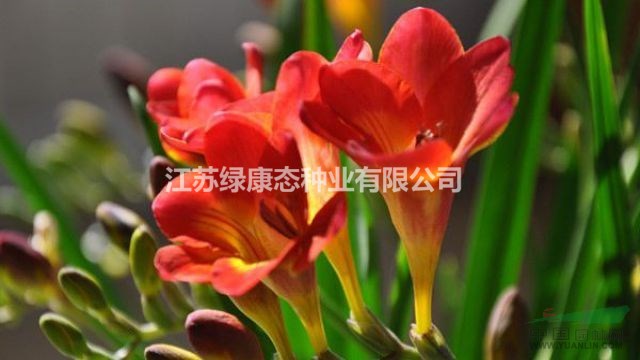 香雪蘭（小蒼蘭）花卉摘采后處理方法