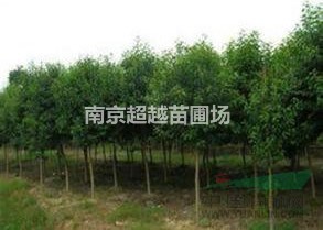 南京大葉女貞價(jià)格*10-15公分大葉女貞價(jià)格