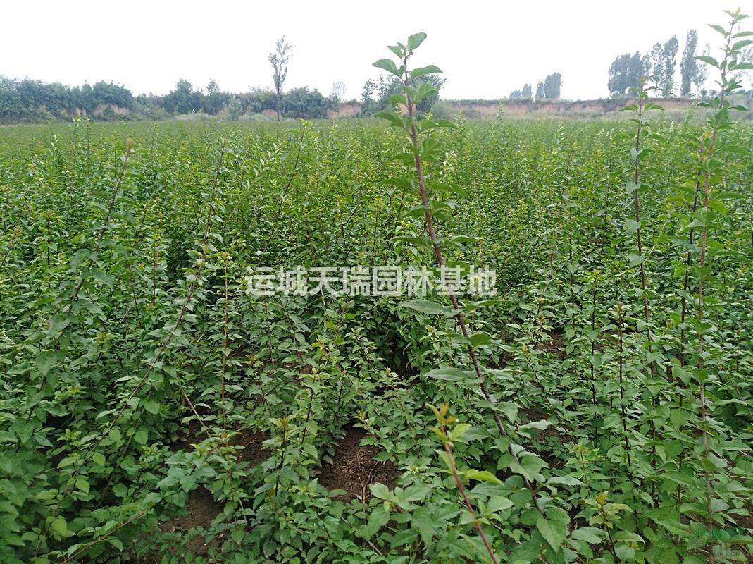 連翹苗，連翹苗價格=藥用連翹=1年苗連翹苗2年連翹苗價格？