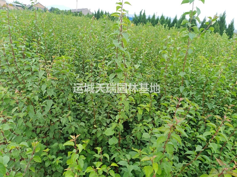 連翹苗，連翹苗價格=藥用連翹=1年苗連翹苗2年連翹苗價格？