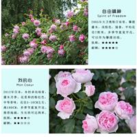 江蘇【綠康態(tài)苗木供應(yīng)】薔薇_ 藤本薔薇 _藤本月季