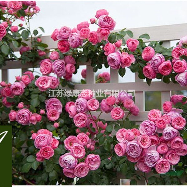 江蘇【綠康態(tài)苗木供應(yīng)】日本薔薇月季基地批發(fā)