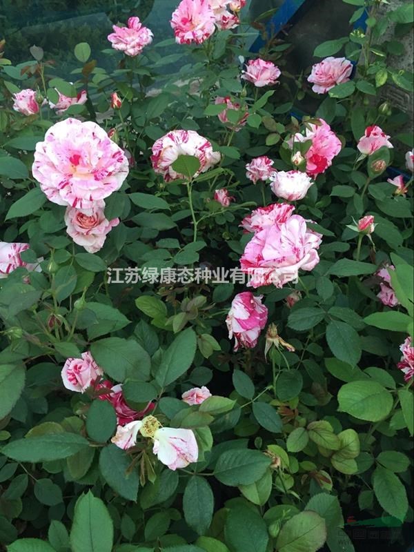 江蘇【綠康態(tài)苗木供應】日本薔薇苗1.2米高 日本薔薇新價格