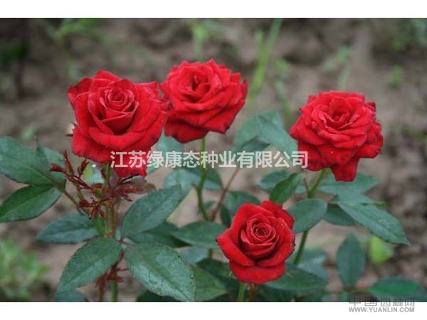 江蘇【綠康態(tài)苗木供應(yīng)】紅花月季,月季,月季基地直銷