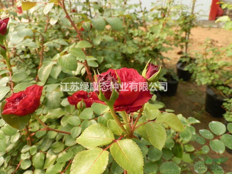 江蘇【綠康態(tài)苗木供應(yīng)】紅花月季,月季,月季基地直銷