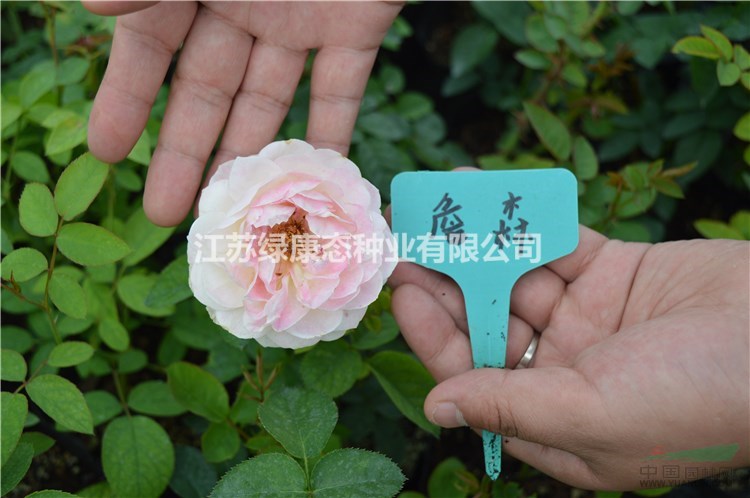 江蘇【綠康態(tài)苗木供應(yīng)】鉆石月季小苗，灌木月季小苗