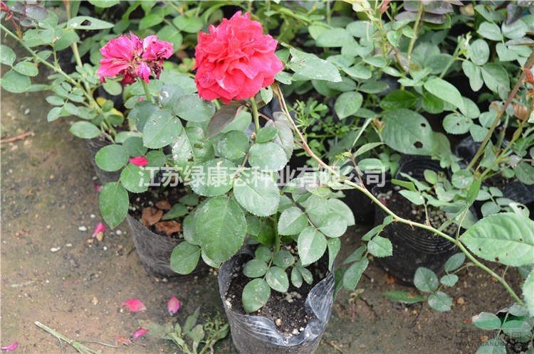 江蘇【綠康態(tài)苗木供應(yīng)】鉆石月季小苗，灌木月季小苗