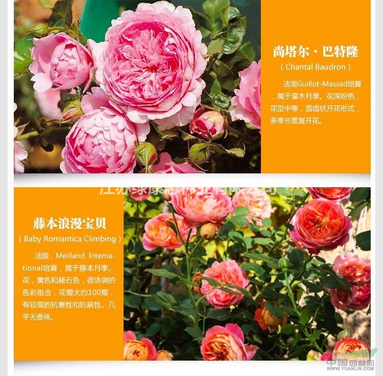藤本月季的養(yǎng)護(hù)管理和種植方法 江蘇沭陽(yáng)藤本月季銷(xiāo)售價(jià)格
