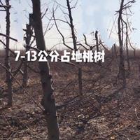 山西桃樹基地·桃樹主要生長產(chǎn)地·山西運(yùn)城市桃樹種植基地