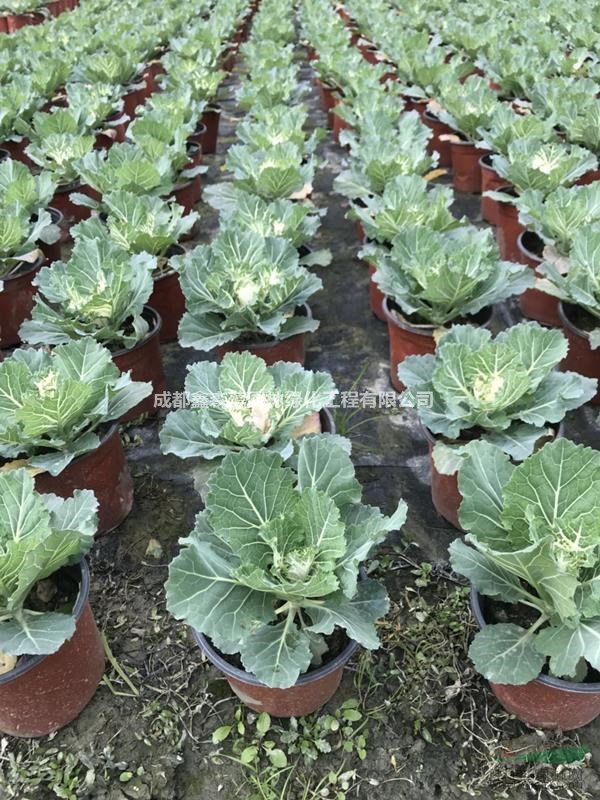 批發(fā)羽衣甘藍 羽衣甘藍大量出售 羽衣甘藍種植基地