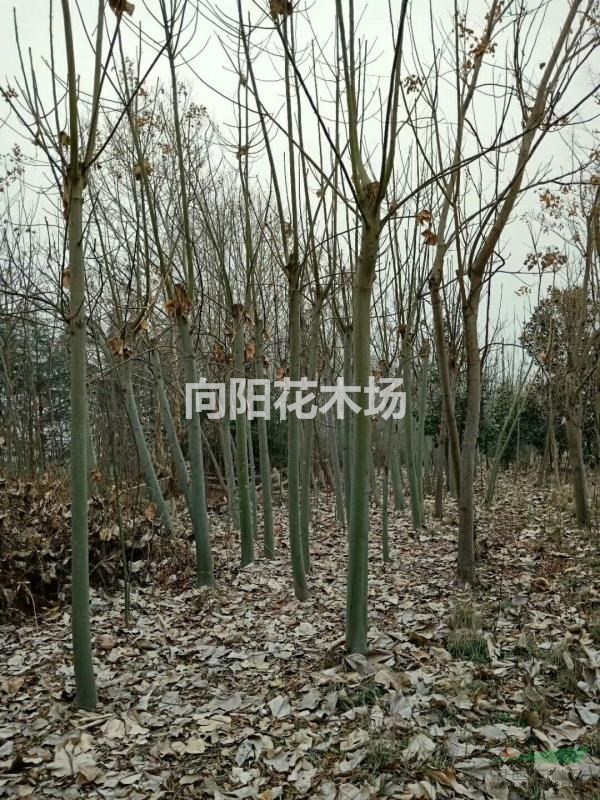 青桐
